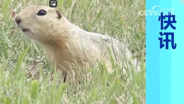 牛道配资 美军核弹基地遭松鼠围攻，内部存有26架B-52轰炸机和150枚洲际弹道导弹，已清除近1000只