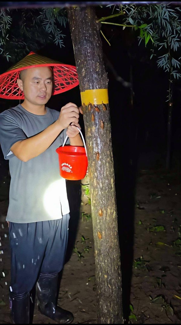 点点盈 一只知了猴撬动致富产业！河南老乡：“一晚上收入一万有可能”